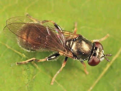 Neoascia sp.