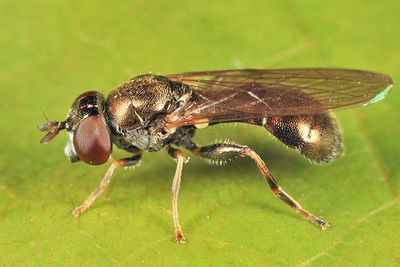 Neoascia sp.
