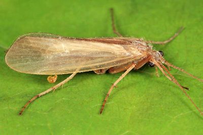 Limnephilus parvulus