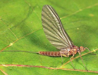 Baetis tricaudatus