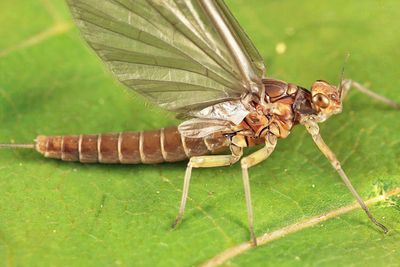 Baetis tricaudatus
