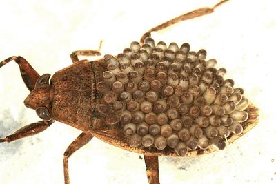 Belostoma sp. (carrying eggs)