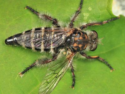 Cyrtopogon marginalis