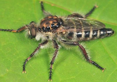 Cyrtopogon marginalis