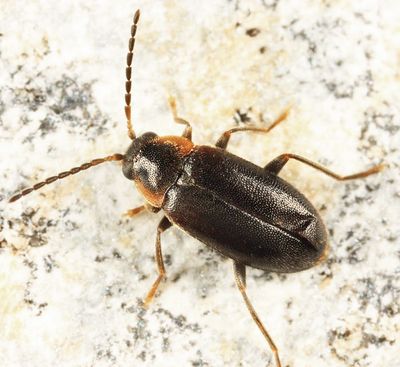Elodes maculicollis