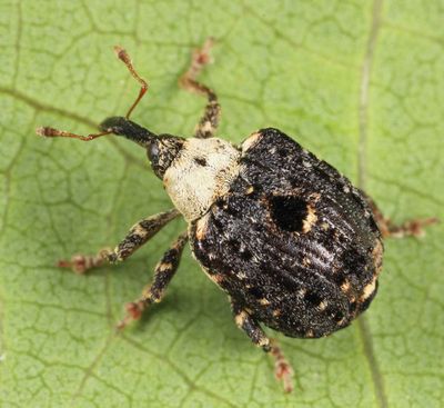 Cionus scrophulariae