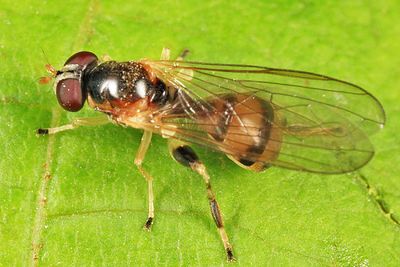 Sphegina sp.