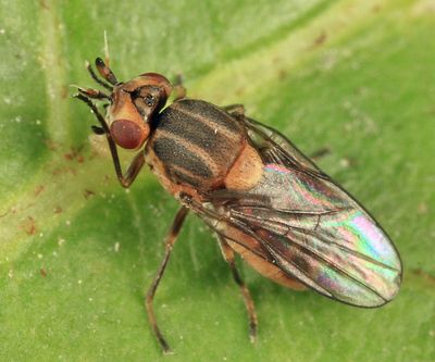Parectecephala sp.