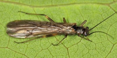 Amphinemura wui