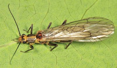 Cultus verticalis