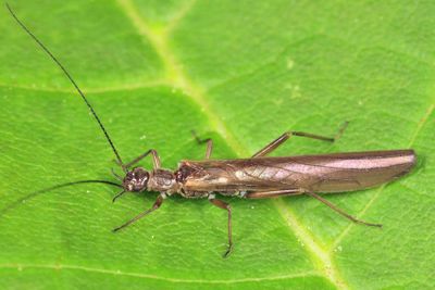 Leuctra laura