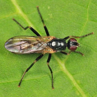 Cordilura carbonaria?