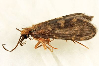 Wormaldia moesta