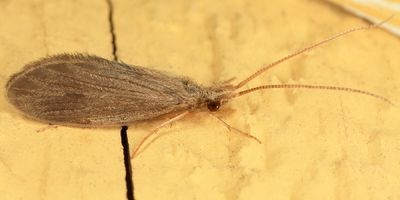 Lepidostoma togatum