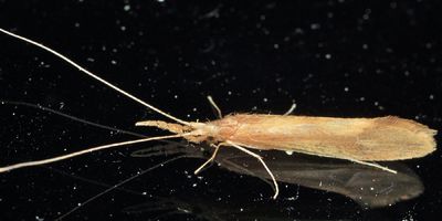 Triaenodes tarda