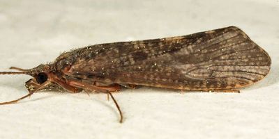 Hydropsyche bronta