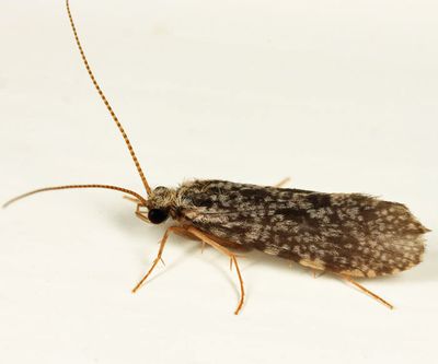 Holocentropus interruptus