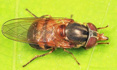 Rhingia nasica