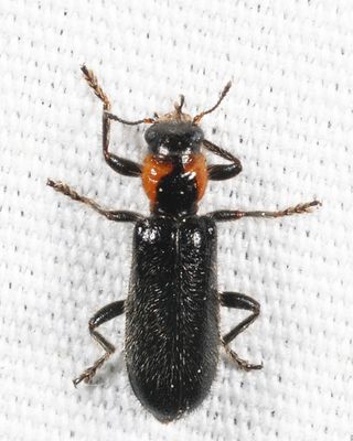 Placopterus thoracicus