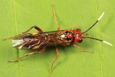 Taxonus terminalis (female)