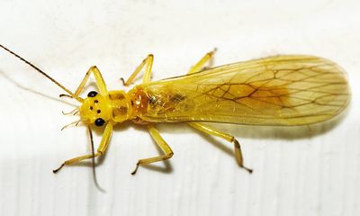 Isoperla dicala