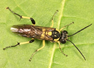 Macrophya alba