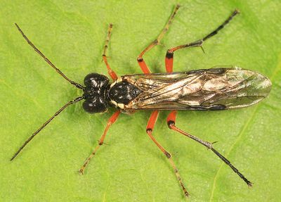 Tenthredo rufopecta
