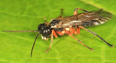 Tenthredo rufopecta