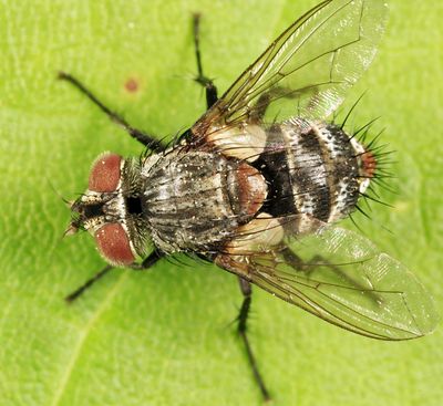 Exoristinae - Winthemiini - Winthemia sp.