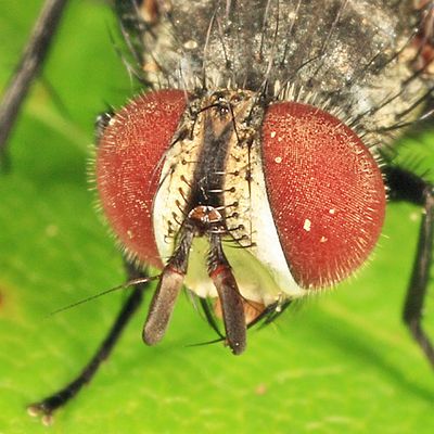 Exoristinae - Winthemiini - Winthemia sp.