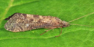 Hydropsyche slossonae