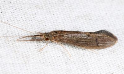 Oecetis inconspicua