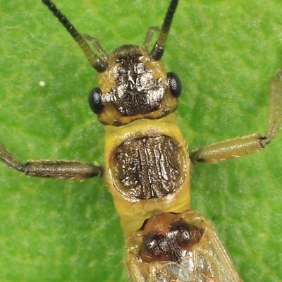 Utaperla gaspesiana