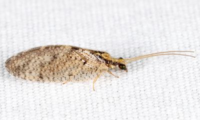 Hemerobius humulinus