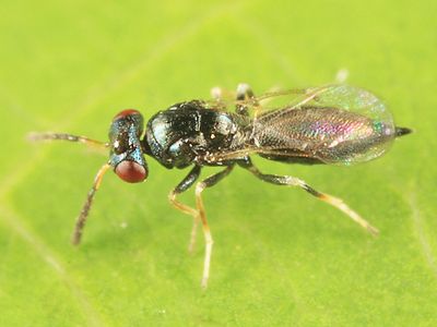 Tetrastichus sp.