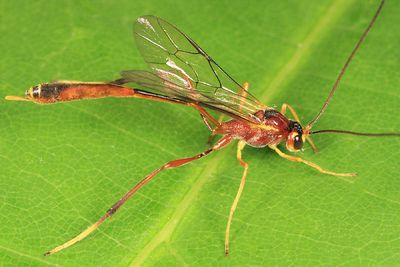 Agrypon flaveolatum