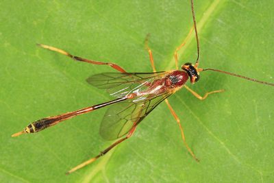 Agrypon flaveolatum