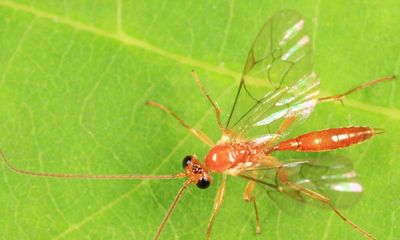 Mesochorus uniformis