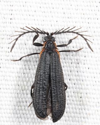 Leptoceletes basalis