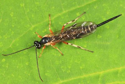 Acropimpla alboricta