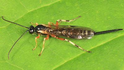 Acropimpla alboricta