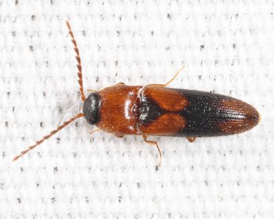 Ampedus areolatus