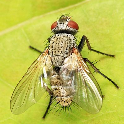Campylocheta teliosis