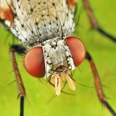 Campylocheta teliosis