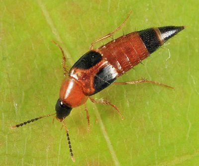 Lordithon cinctus
