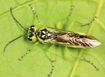 Rhogogaster californica