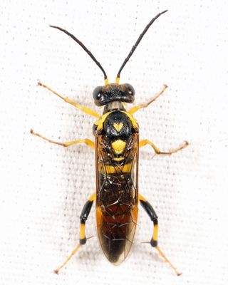 Common Sawflies - Tenthredinidae