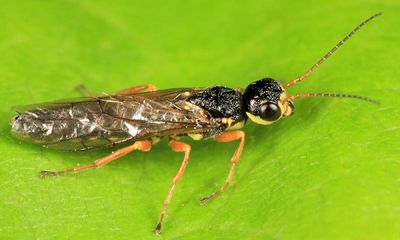 Xiphydria mellipes (male)