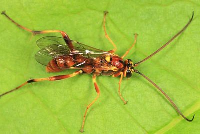 Ichneumon Wasps - Banchinae