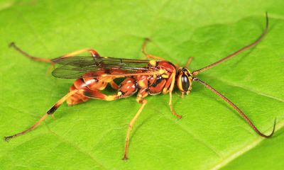 Banchus inermis